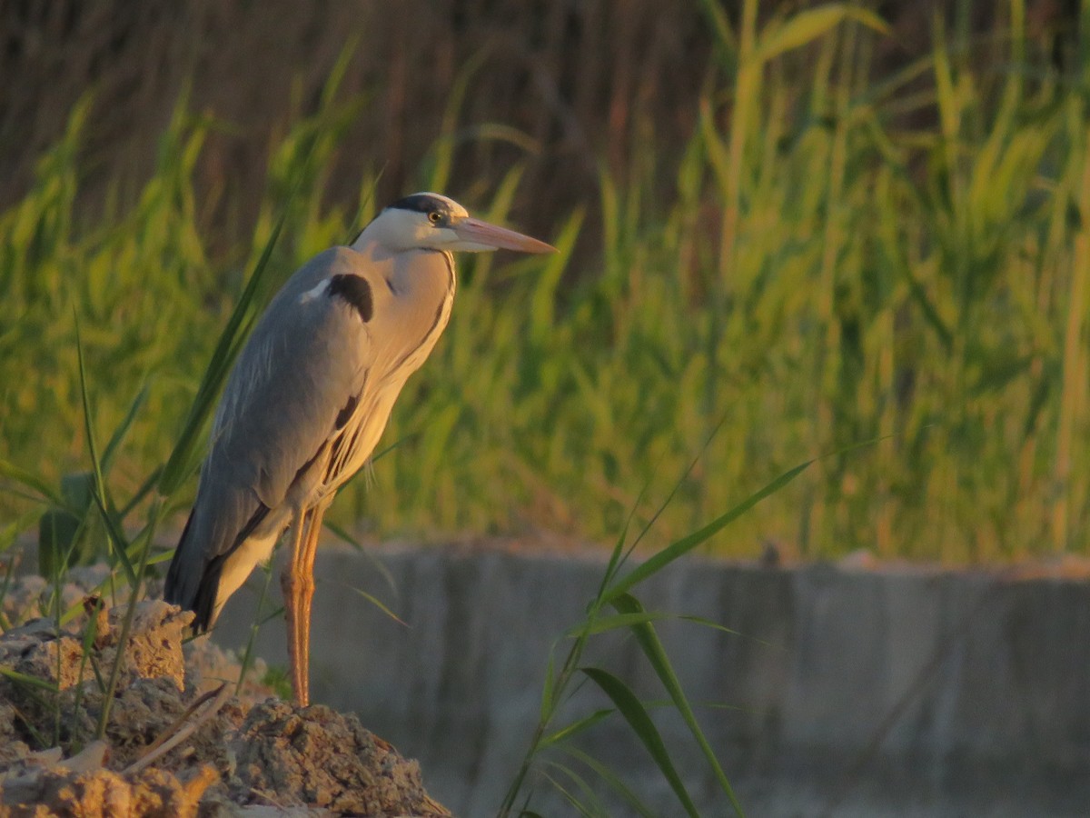 Gray Heron - ML615683744
