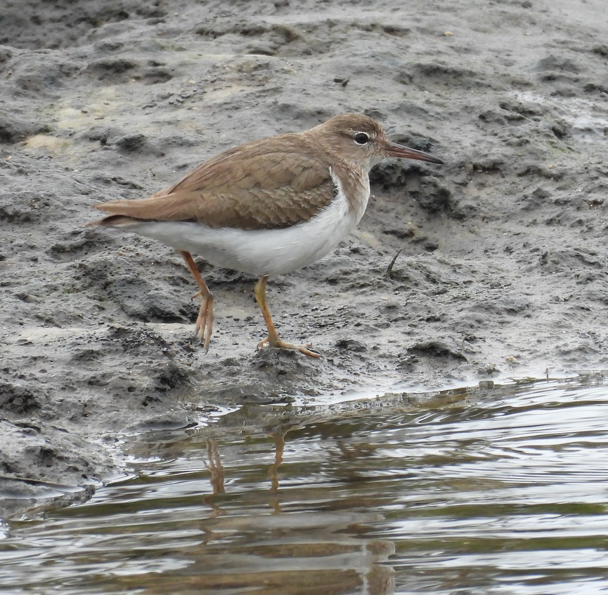 Spotted Sandpiper - ML615683746