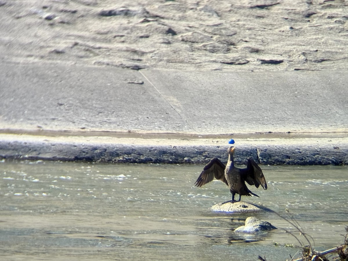 Double-crested Cormorant - ML615683777