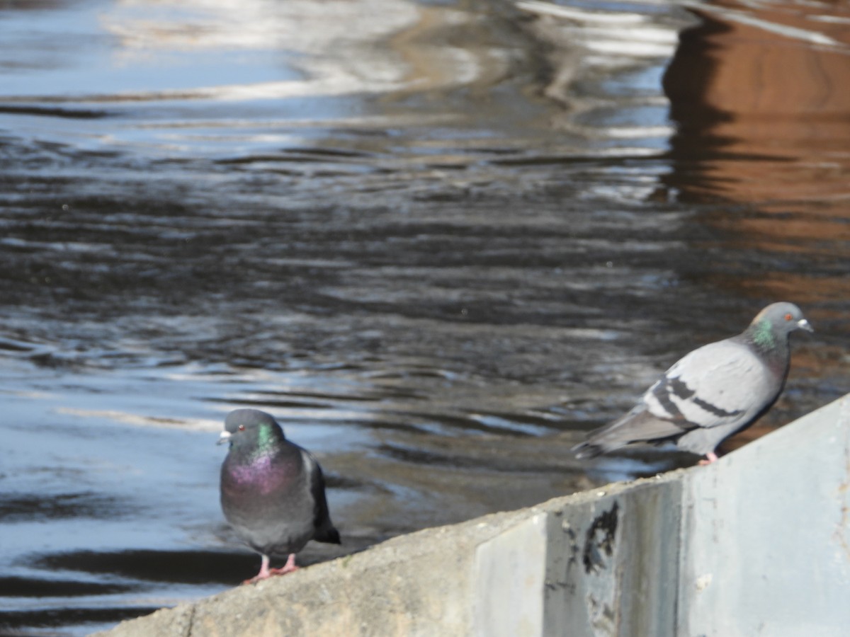 Rock Pigeon (Feral Pigeon) - Serge Benoit