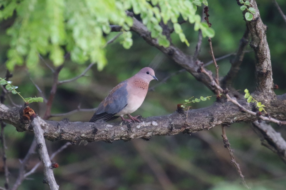 Laughing Dove - ML615683929
