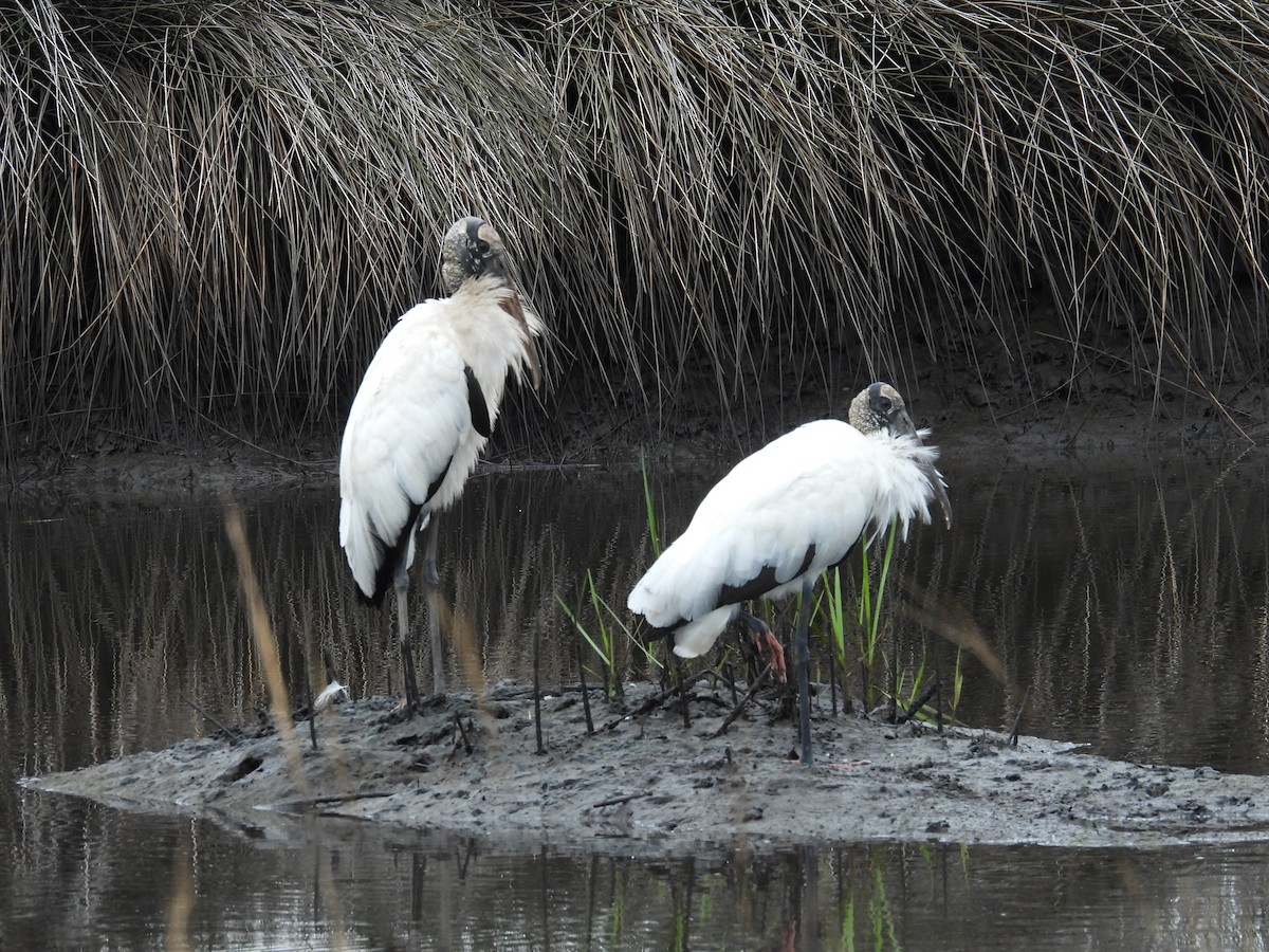 Wood Stork - ML615683952