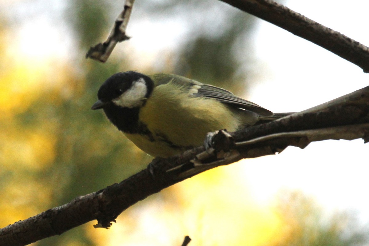 Great Tit - Rick Harness