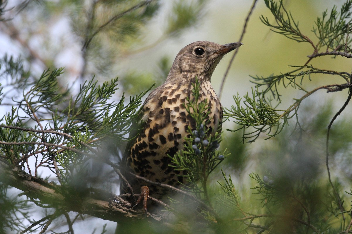 Mistle Thrush - Rick Harness