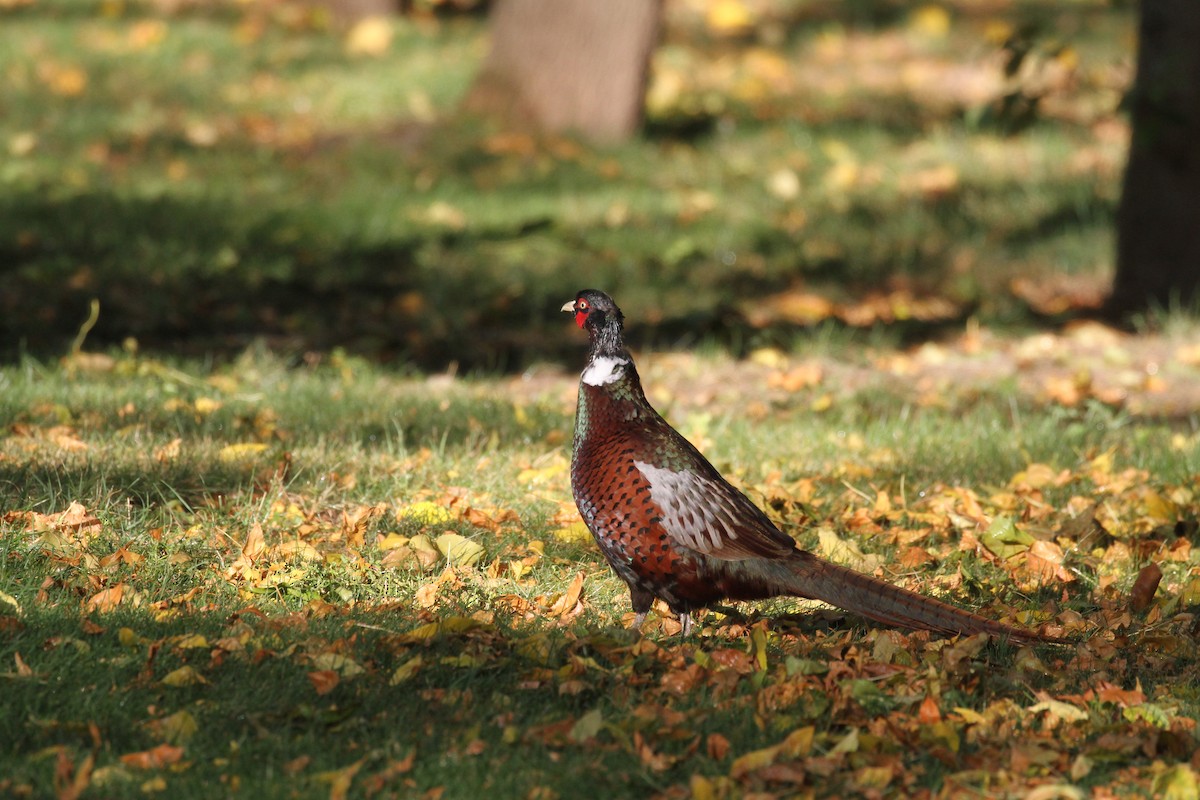 Ring-necked Pheasant - Rick Harness