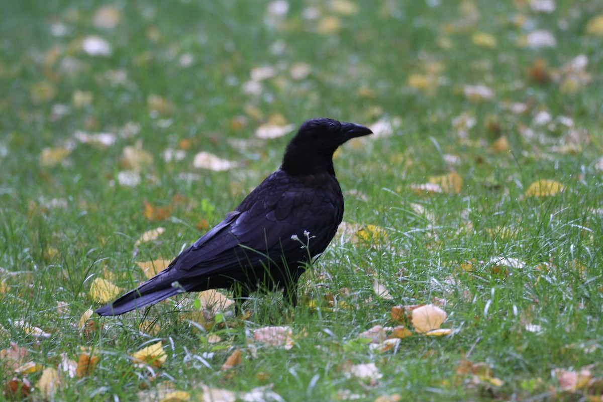 Carrion Crow - Rick Harness