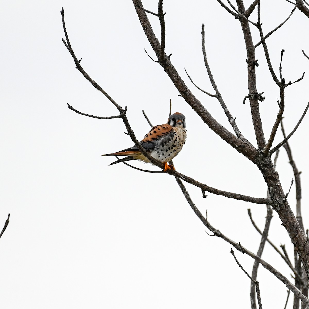 American Kestrel - David Govoni