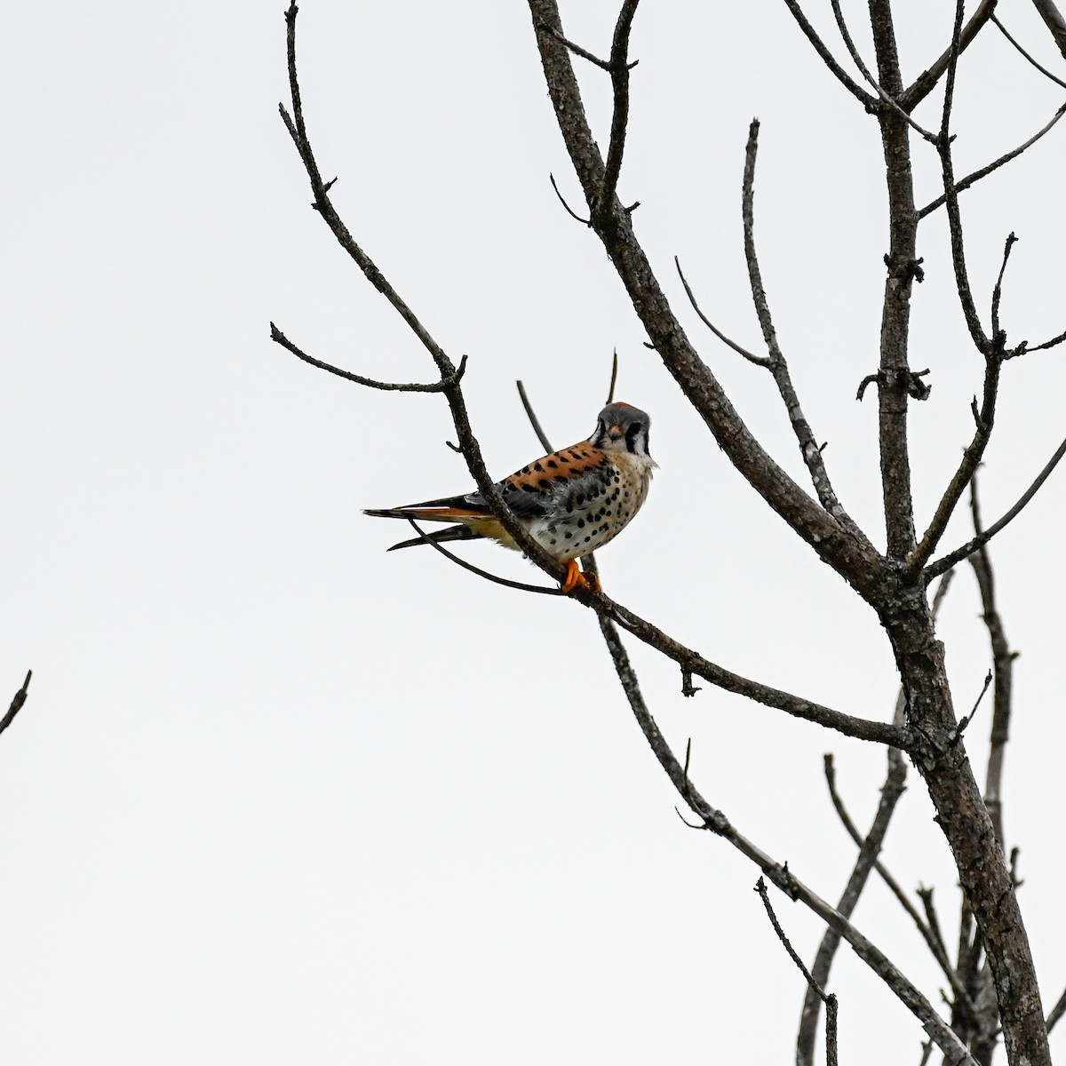 American Kestrel - ML615684017