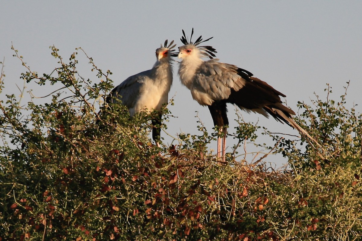 Secretarybird - Ken Weiss