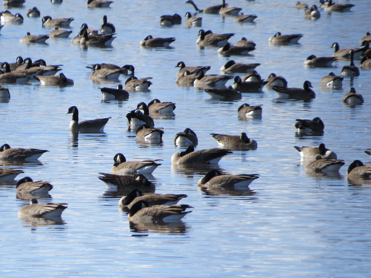 Canada Goose - ML615684052