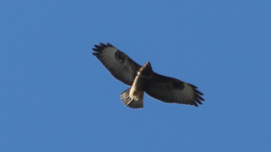 Common Buzzard - ML615684071