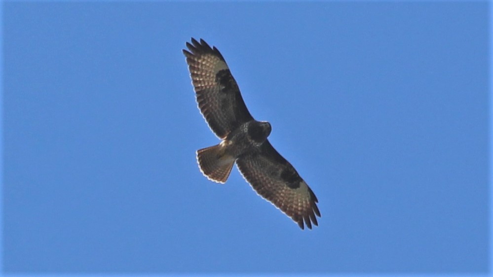 Common Buzzard - ML615684072