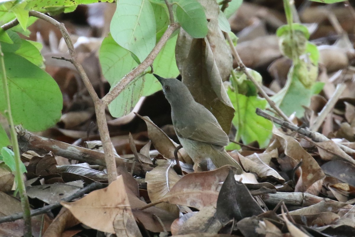 Stierling's Wren-Warbler - Fikret Ataşalan