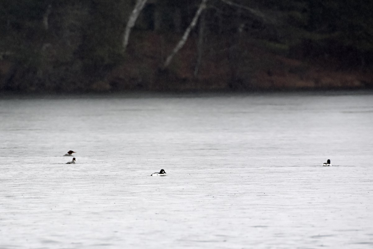 Common Goldeneye - ML615684086