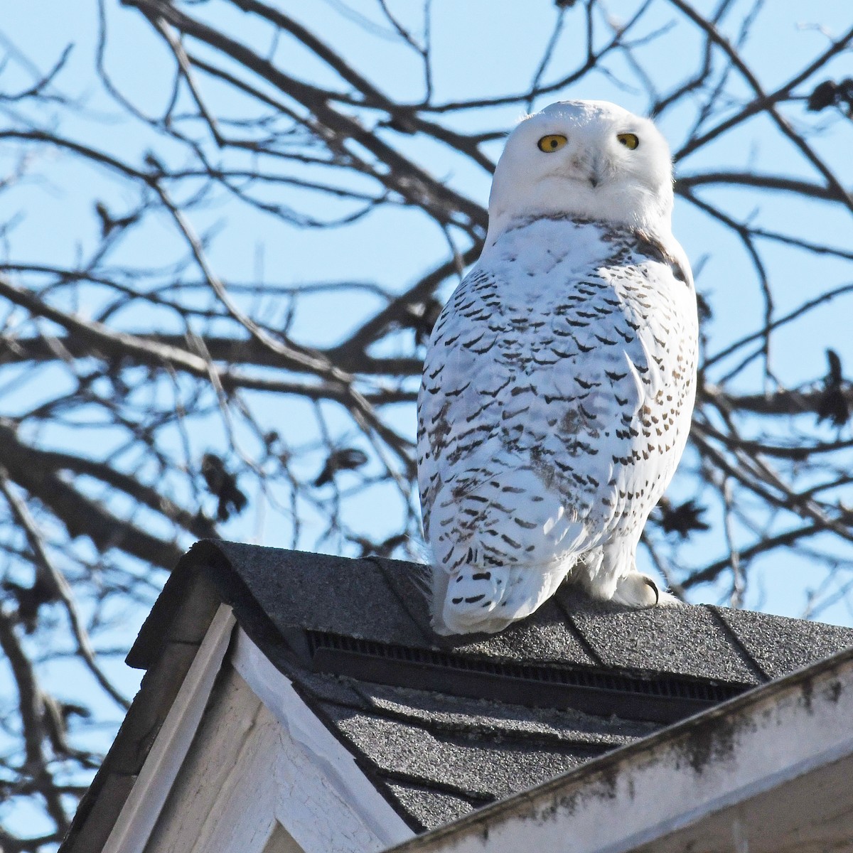 Snowy Owl - Laura  Wolf