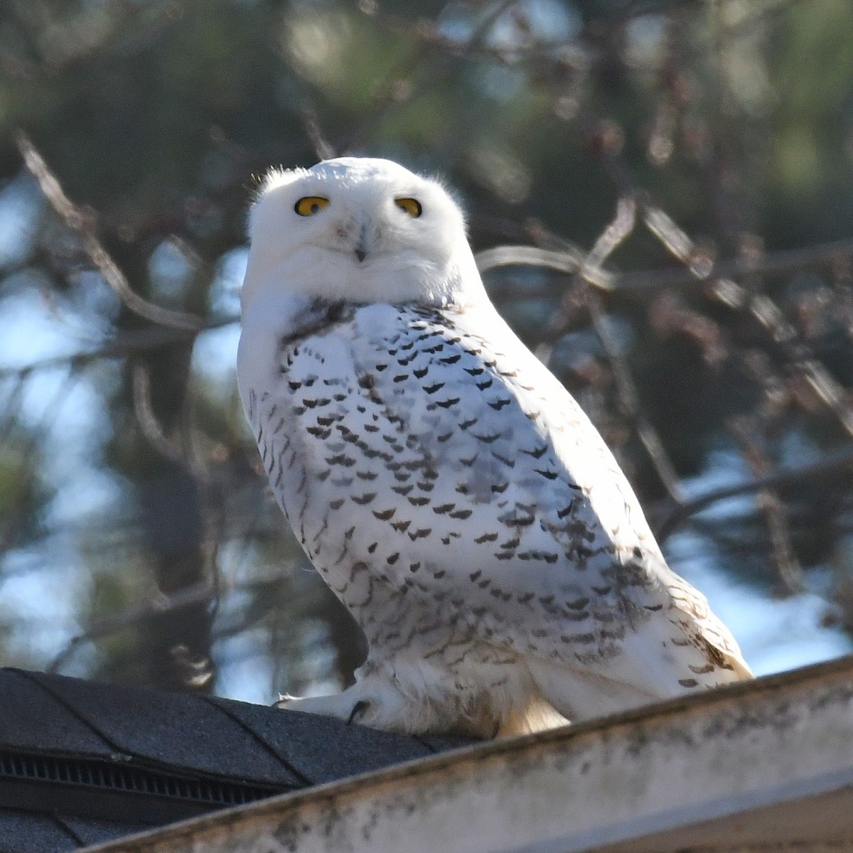 Snowy Owl - Laura  Wolf