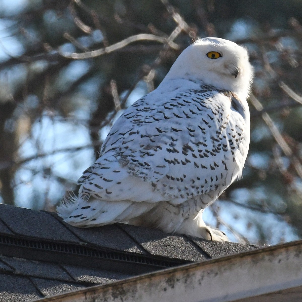 Snowy Owl - Laura  Wolf