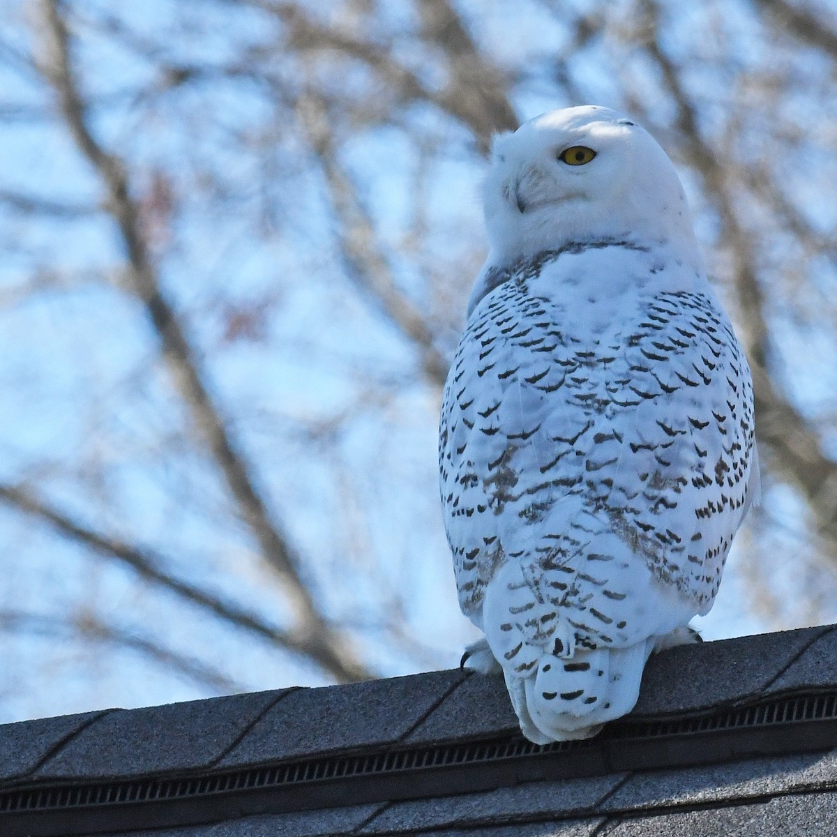 Snowy Owl - Laura  Wolf