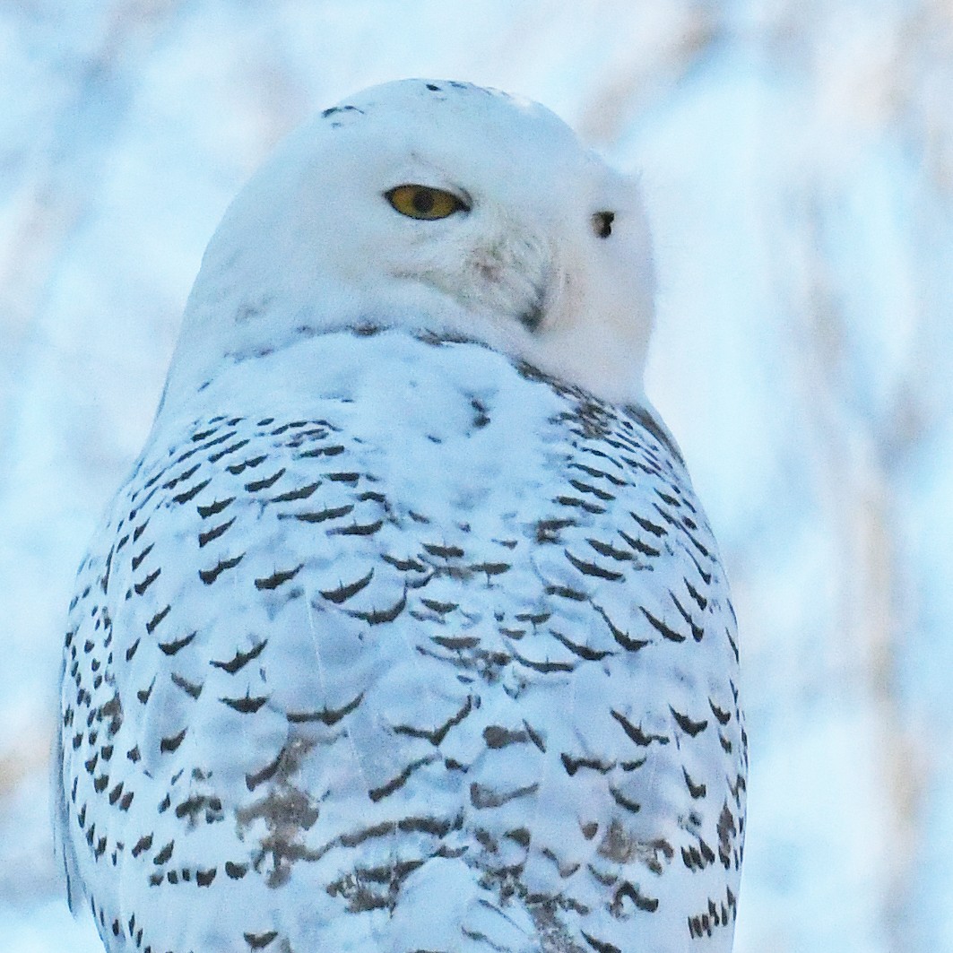 Snowy Owl - Laura  Wolf