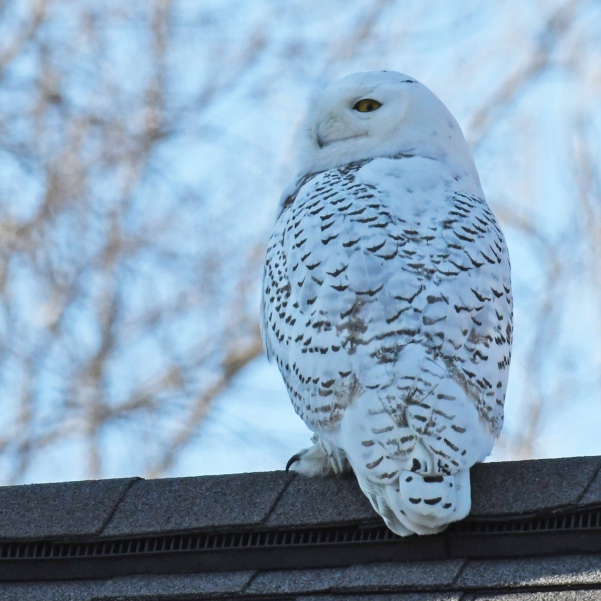 Snowy Owl - Laura  Wolf