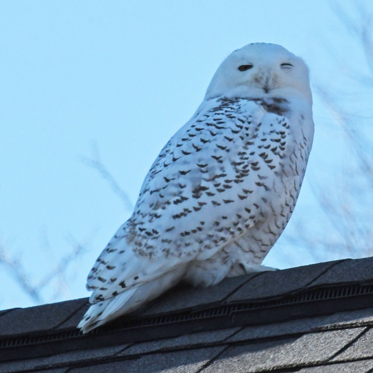 Snowy Owl - Laura  Wolf