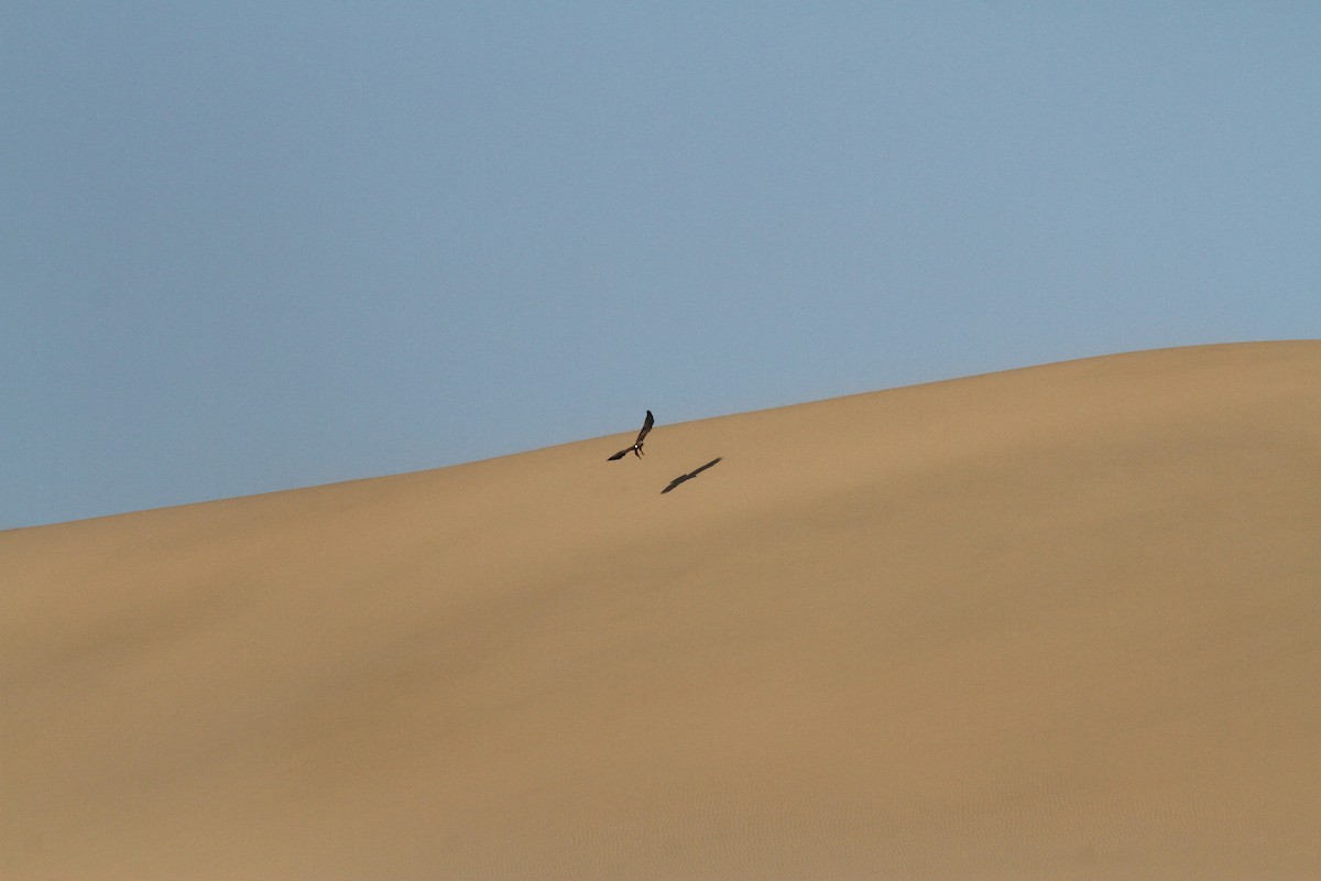 Booted Eagle - Rick Harness