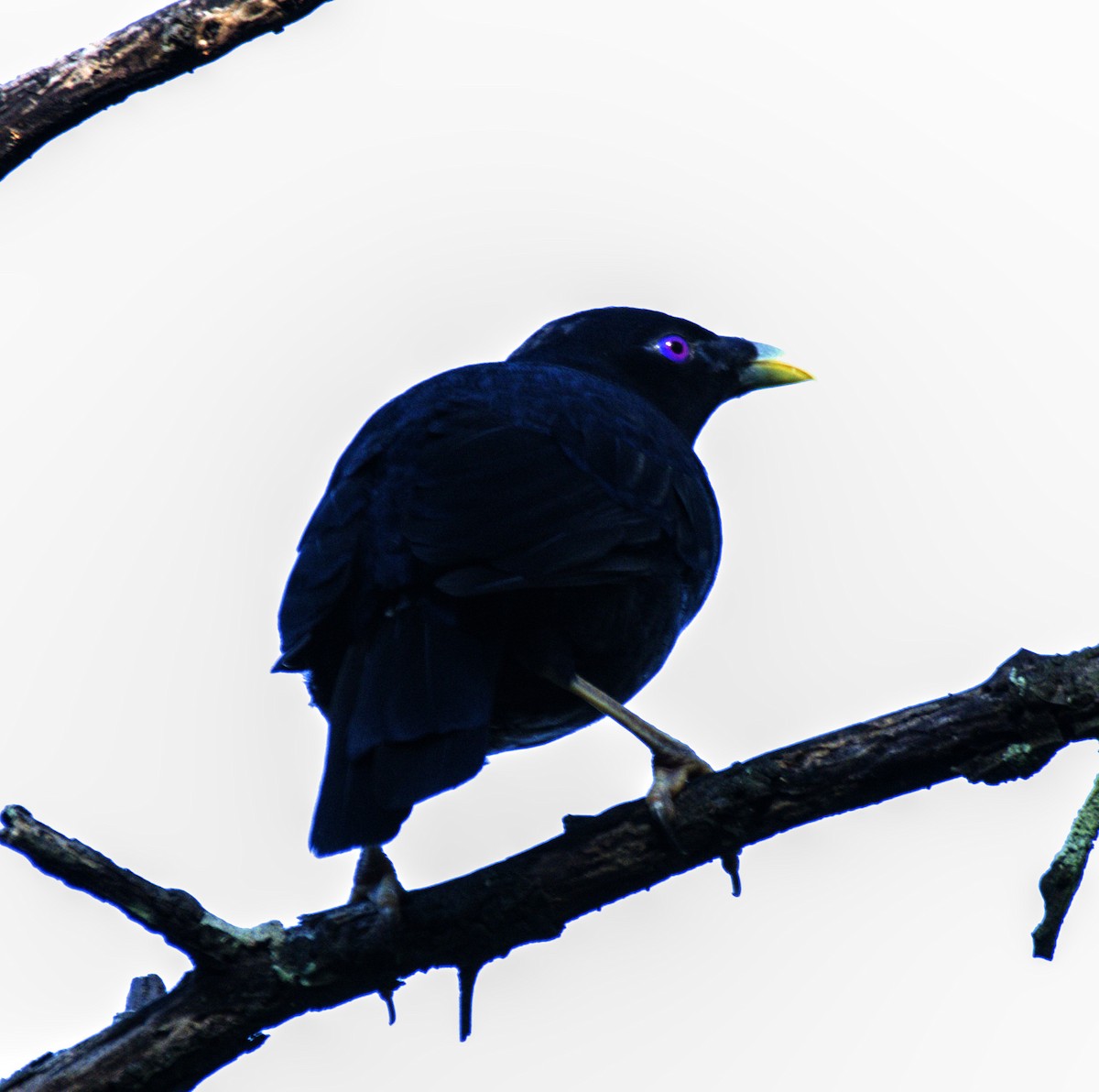 Satin Bowerbird - ML615684161