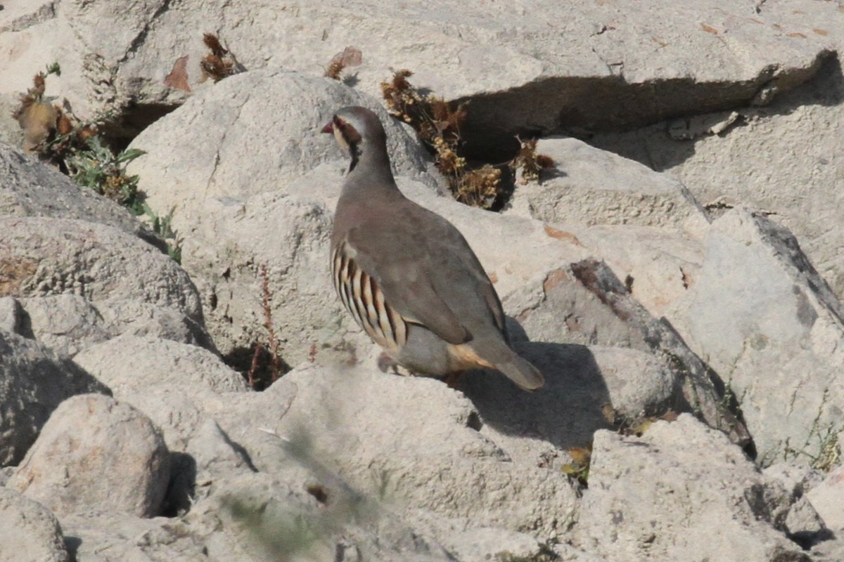 Chukar - ML615684209