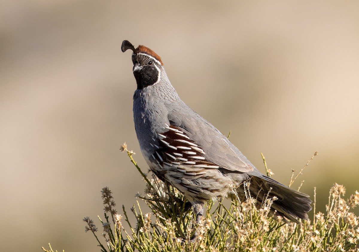 Gambel's Quail - Daniel Ward