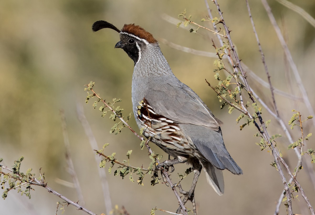 Gambel's Quail - ML615684219