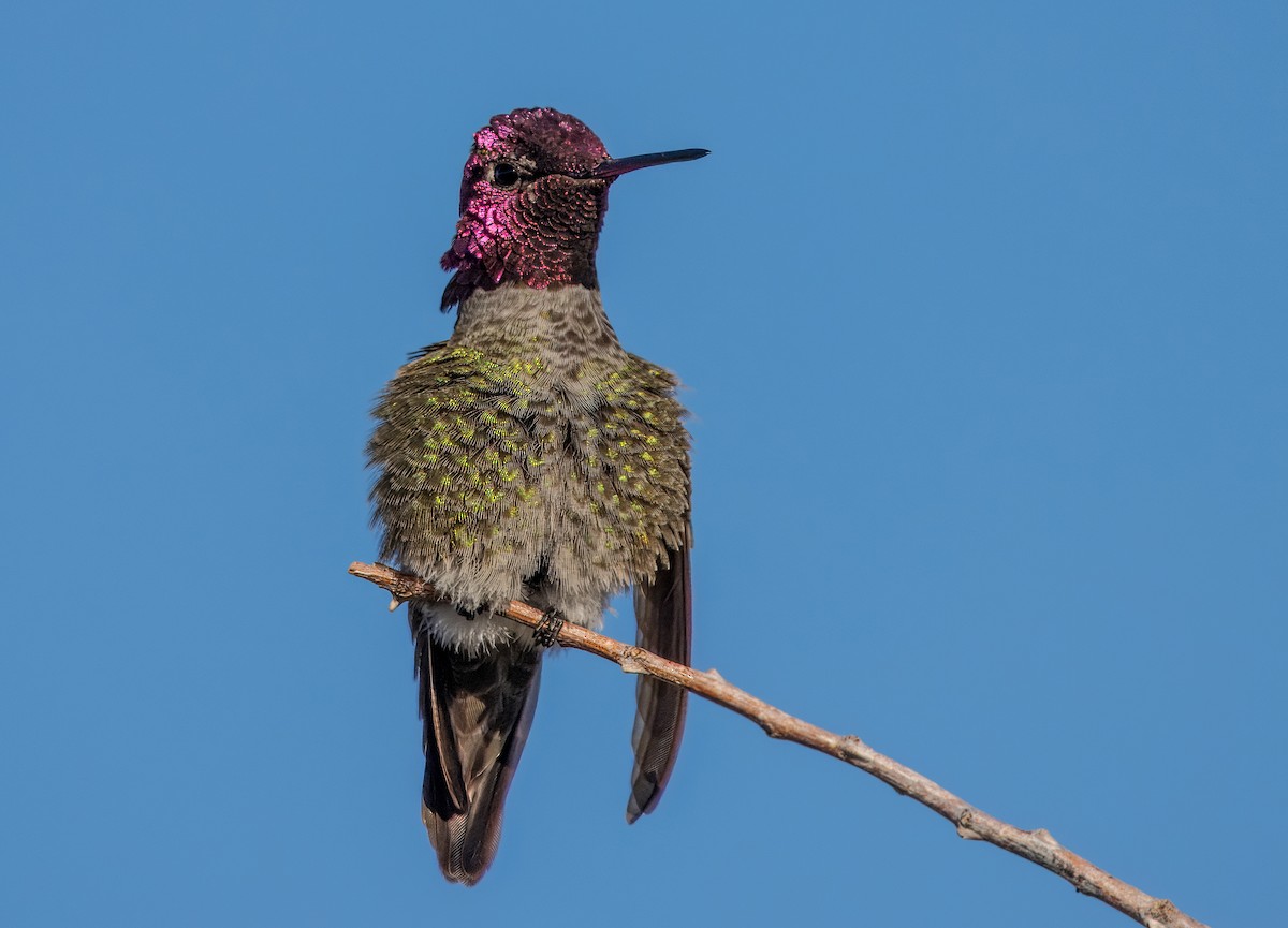 Anna's Hummingbird - ML615684229