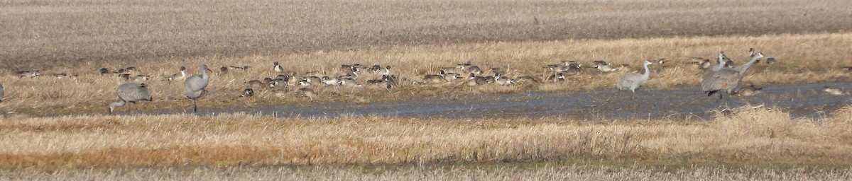 Northern Pintail - ML615684236