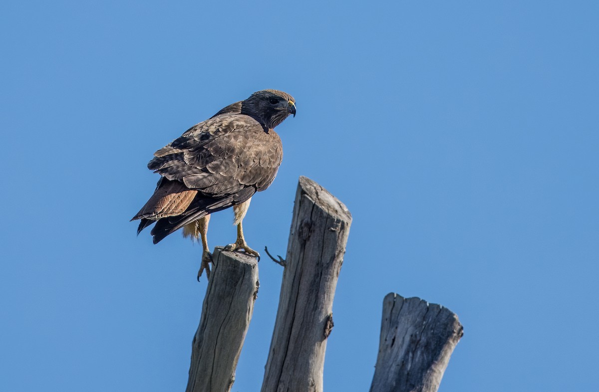 Red-tailed Hawk - Daniel Ward