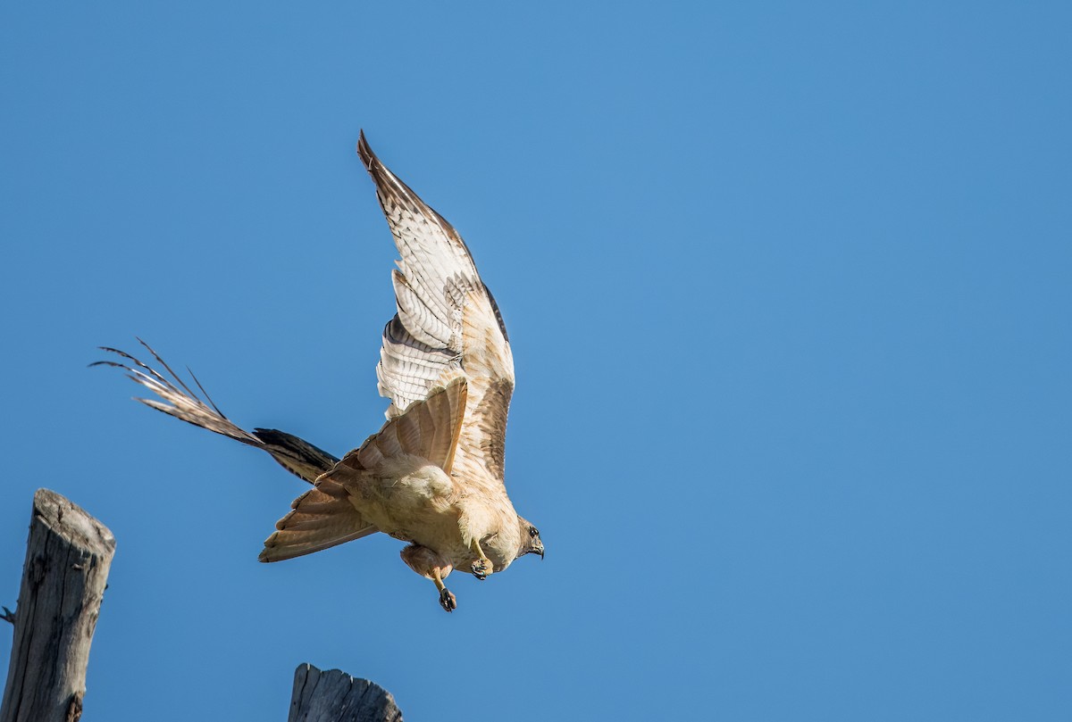 Red-tailed Hawk - Daniel Ward