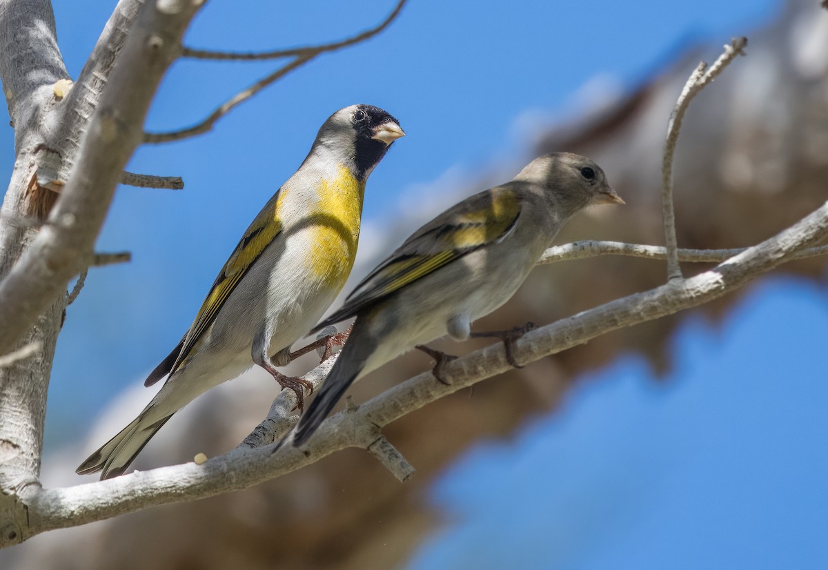 Lawrence's Goldfinch - ML615684292