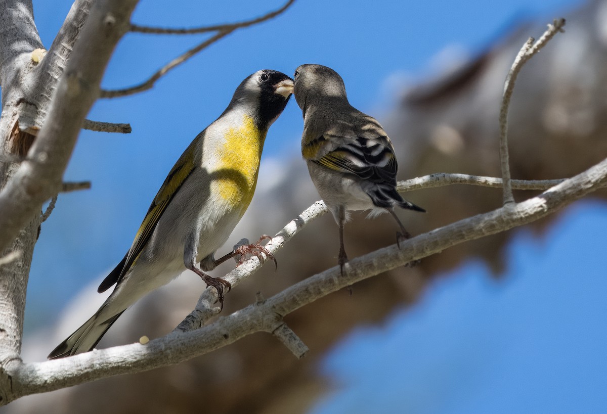 Lawrence's Goldfinch - ML615684294