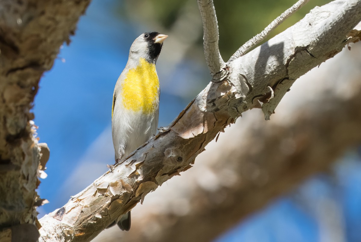 Lawrence's Goldfinch - ML615684296