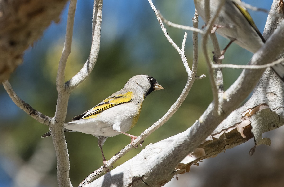 Lawrence's Goldfinch - ML615684297
