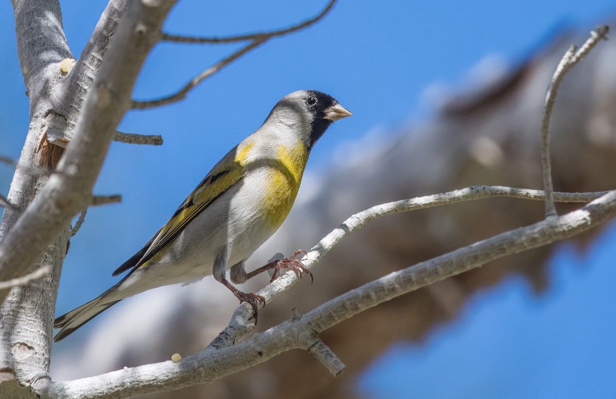 Lawrence's Goldfinch - ML615684299