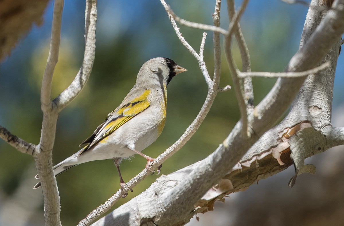 Lawrence's Goldfinch - ML615684301