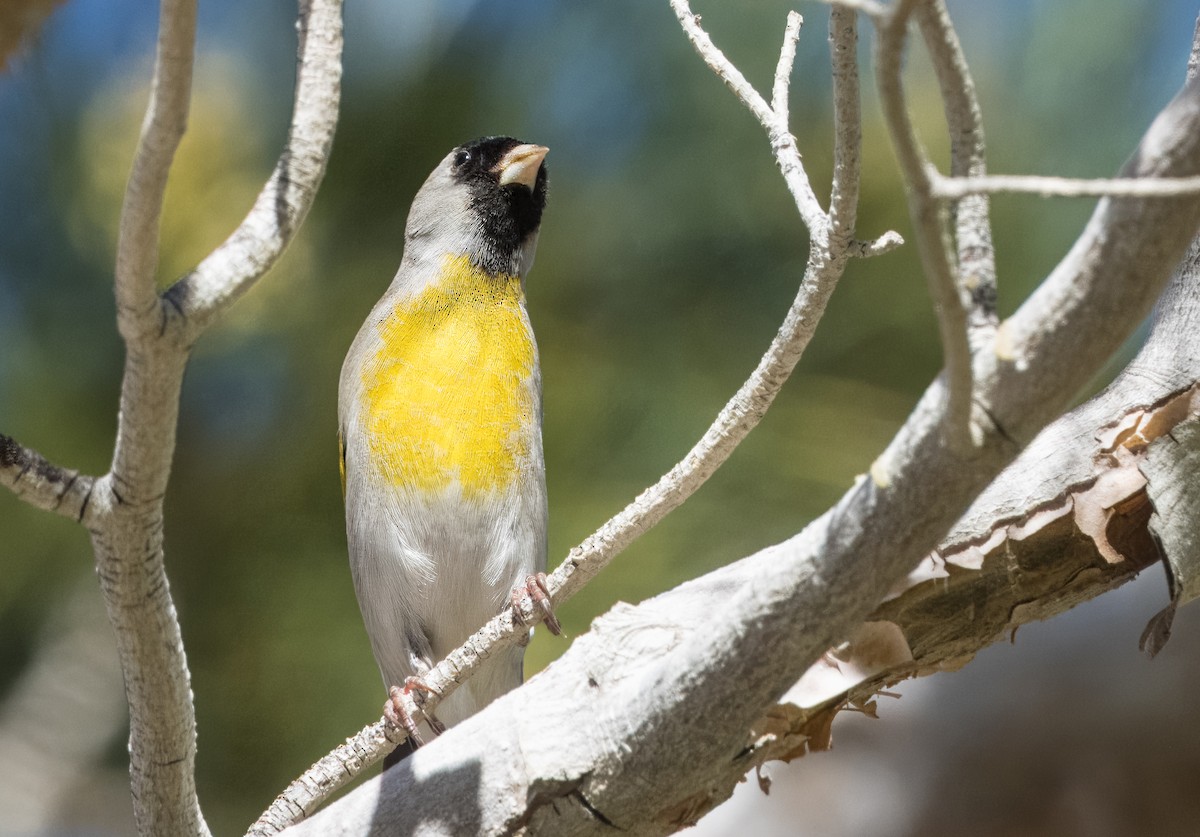 Lawrence's Goldfinch - ML615684309