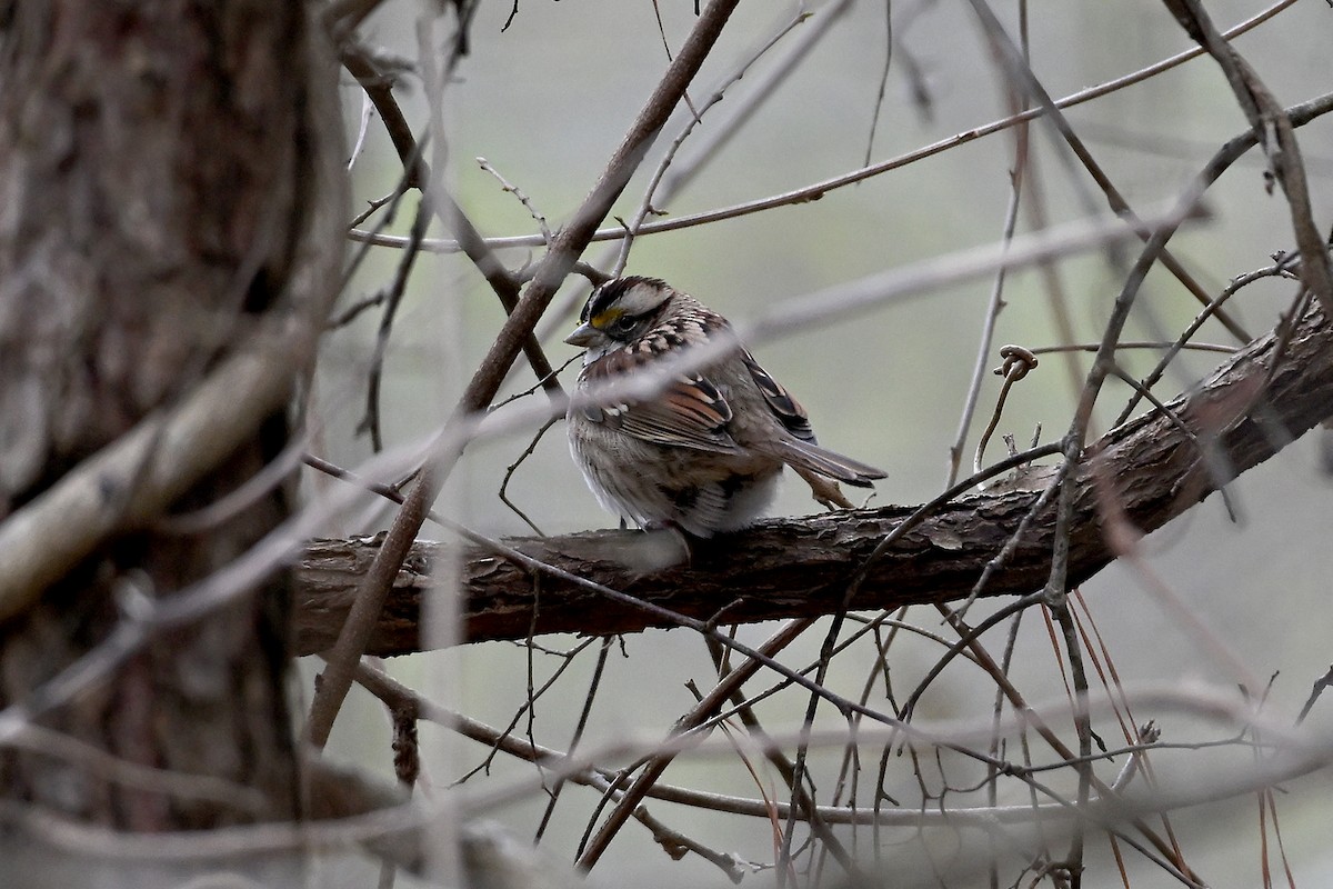 White-throated Sparrow - ML615684311