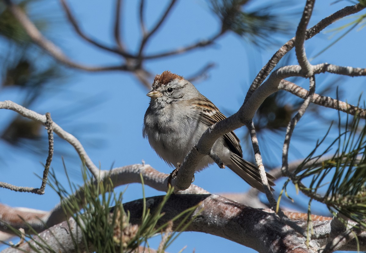 Chipping Sparrow - Daniel Ward