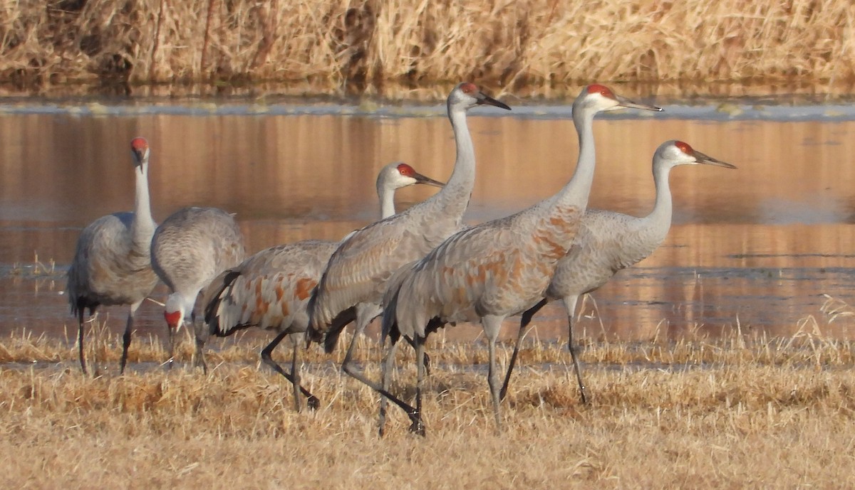 Sandhill Crane - John Wright