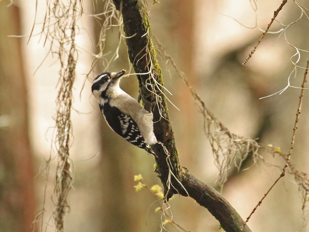 Downy Woodpecker - ML615684323