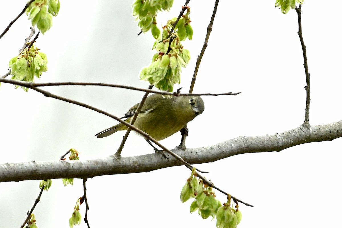 Orange-crowned Warbler - ML615684329