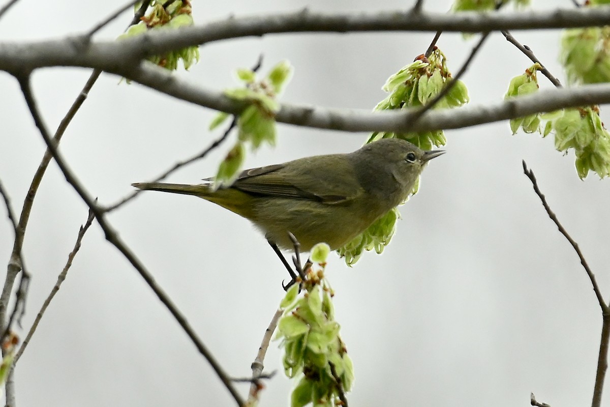 Orange-crowned Warbler - ML615684334