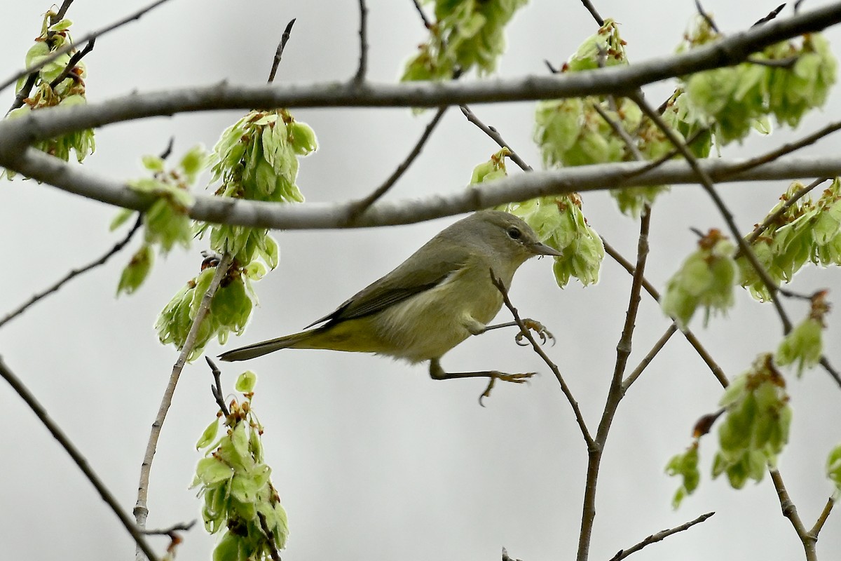 Orange-crowned Warbler - ML615684335