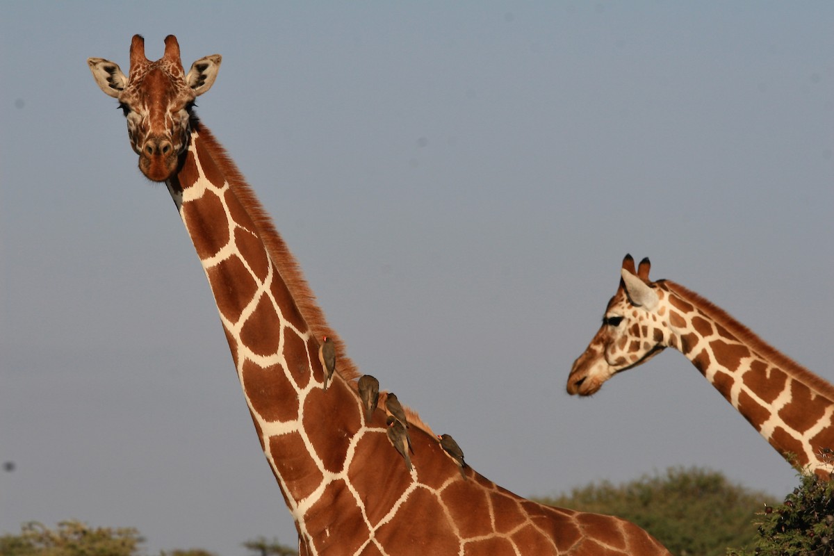 Yellow-billed Oxpecker - ML615684336