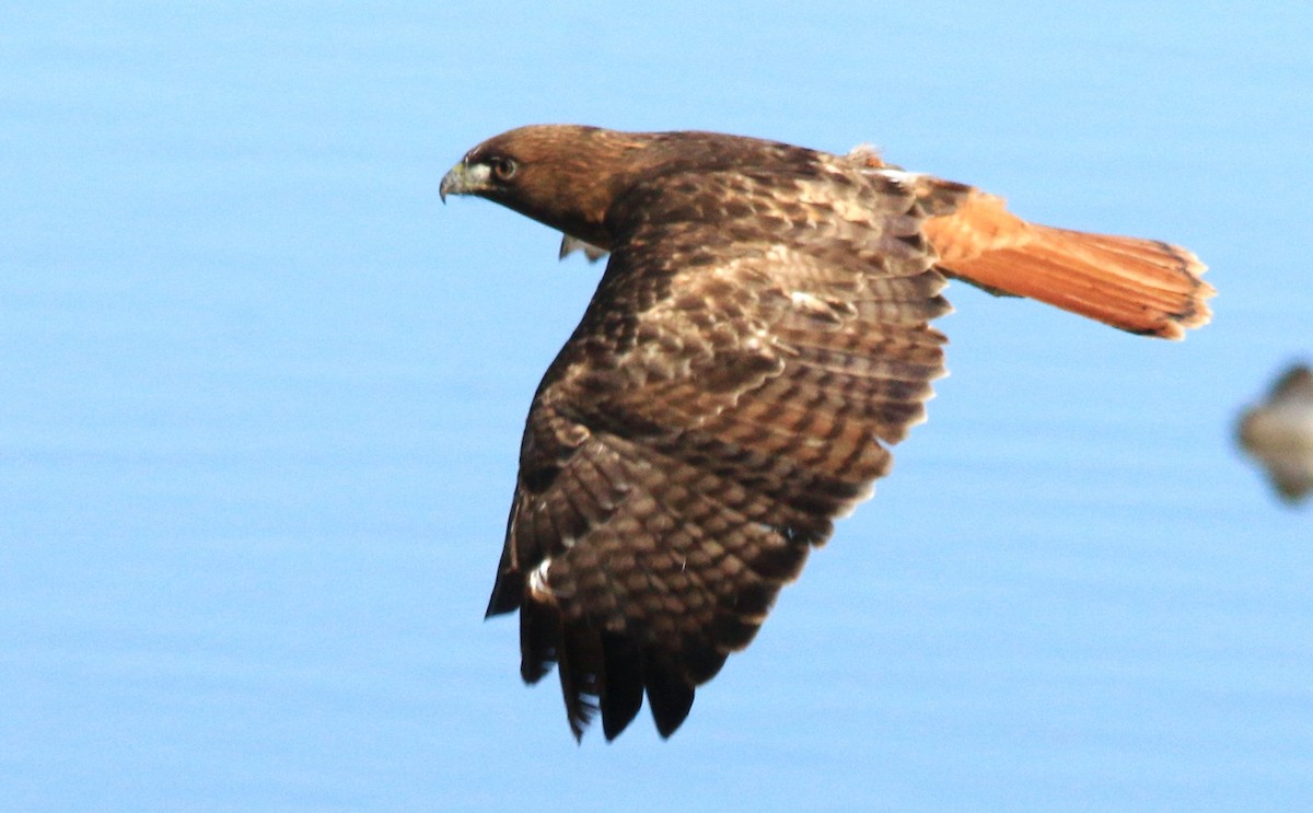 Red-tailed Hawk - Doug and Diane Iverson